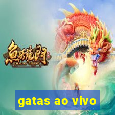 gatas ao vivo